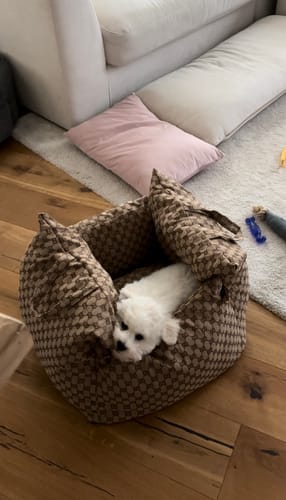 Customer photo review of ZUCCINI DOG CAR SEAT FOR  DOGS