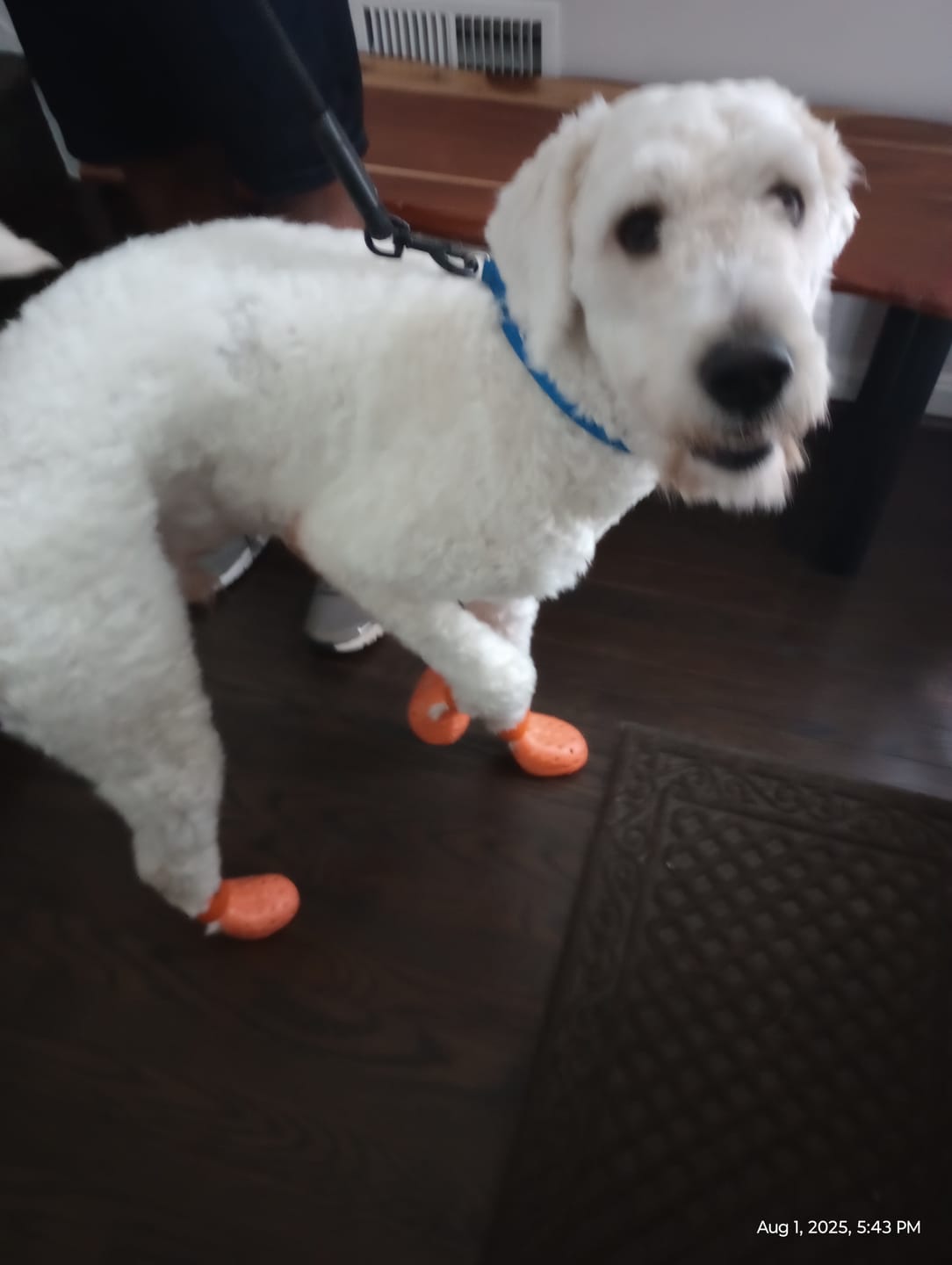 Customer photo review of WagWellies® Mojave Neon Orange