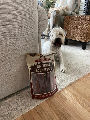 Customer photo review of 10-12 Inch Champion Chew