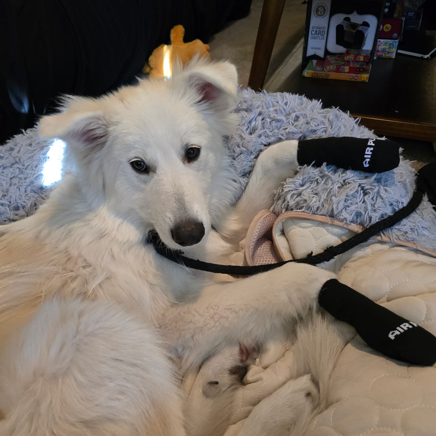 Customer photo review of AIR PUP SOCKS / BOOT LINERS