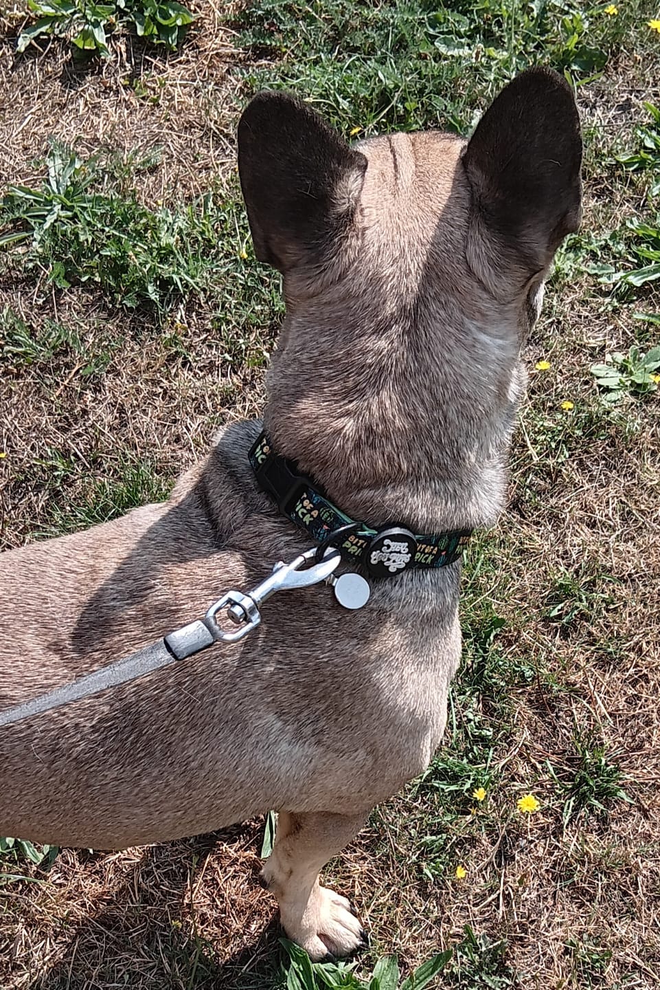 Customer photo review of Bit of a prick collar