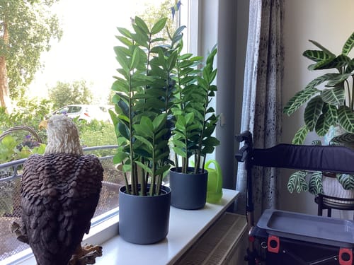 Customer photo review of Zamioculcas Kunstplant 75cm