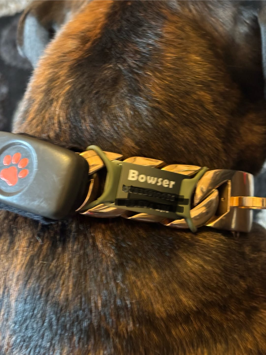 Customer photo review of Dog ID Attachment Tag (8 Colour Choices)