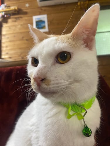 Customer photo review of 本物そっくり♪ペットクッション