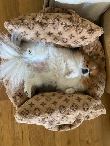 Customer photo review of LOU LOUINA CAR BED