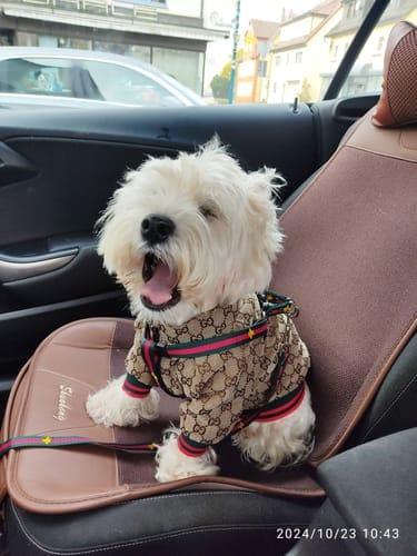 Customer photo review of Zoi Dog Jacket