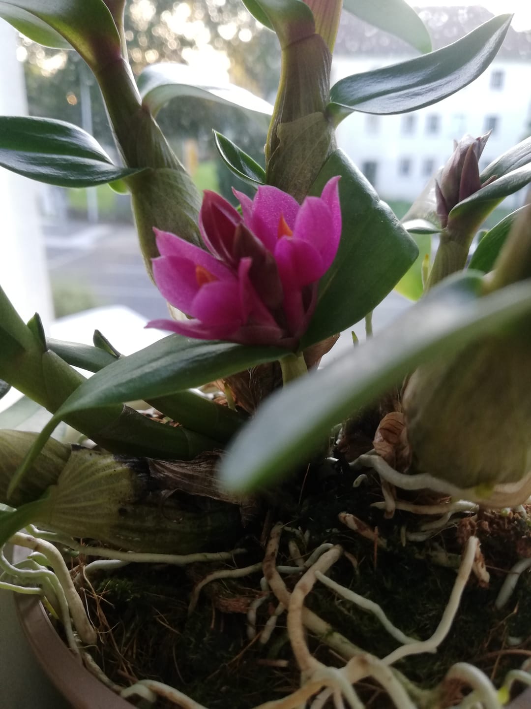Customer photo review of Dendrobium Hibiki mit pinken Blüten