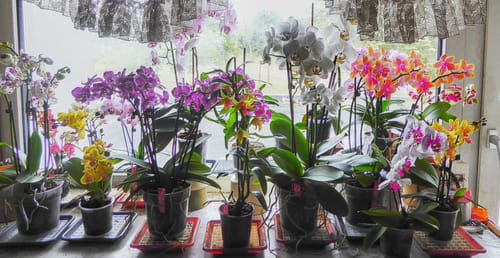 Customer photo review of Große Two of Us Weiß mit weißen Blüten und 4+ Rispen