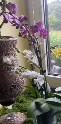 Customer photo review of Cocktail Orchidee mit violett-weißen Blüten und 4 Rispen, Keramik und Dekovlies