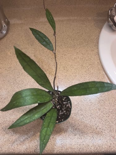 Customer photo review of Hoya clemensiorum