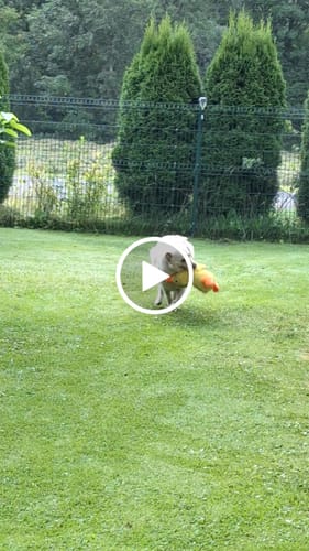 Customer video review of Anti-Stress Ente