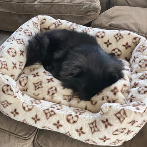 Customer photo review of LOUINA COZY DOG BED