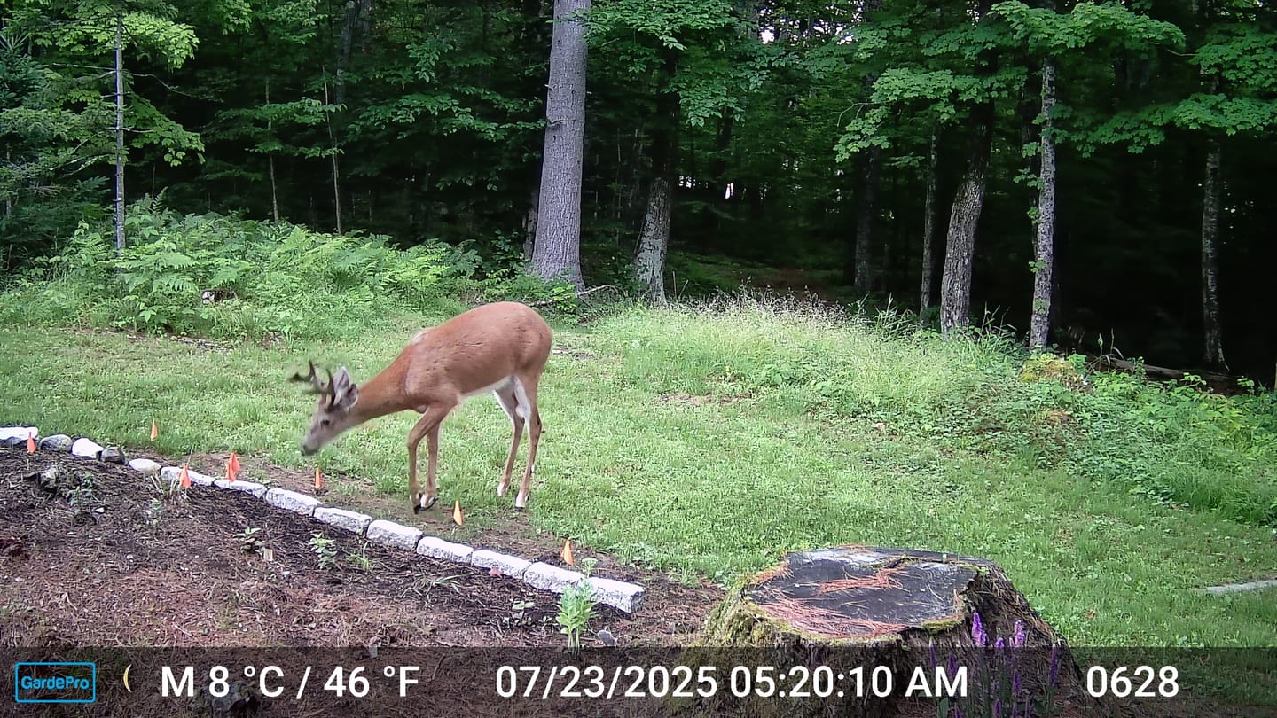 Customer photo review of E8 2.0 WiFi Trail Camera