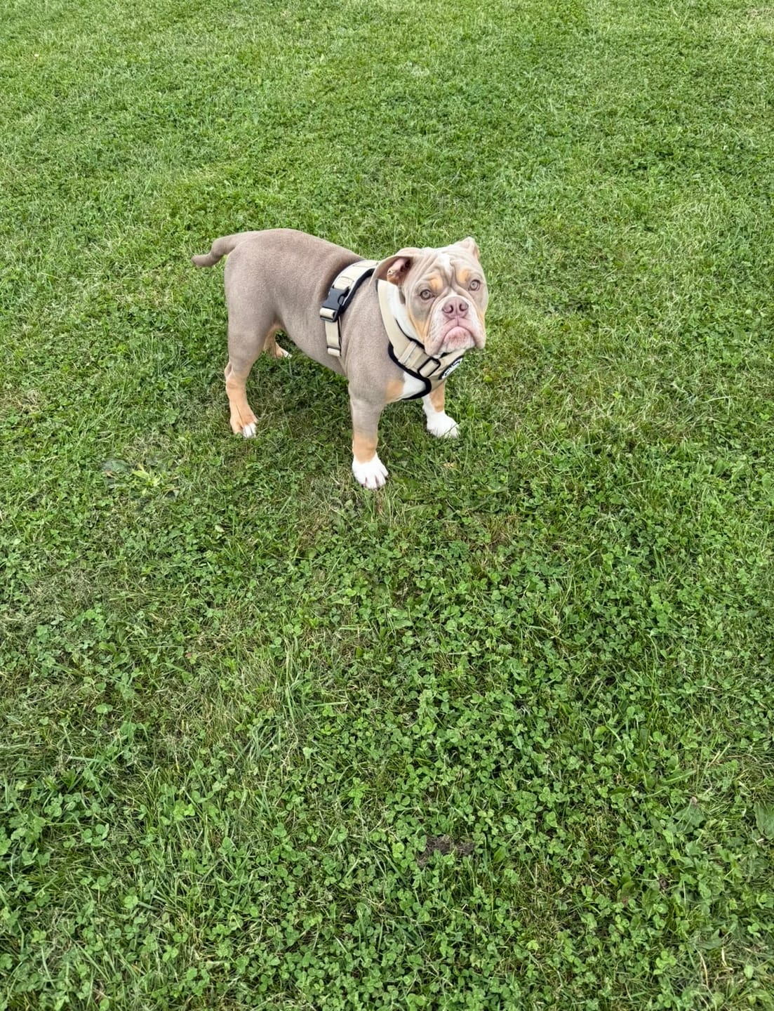 Customer photo review of Comfort Premium Harness | Non Restrictive - Tan