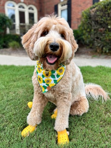 Customer photo review of WagWellies® Mojave