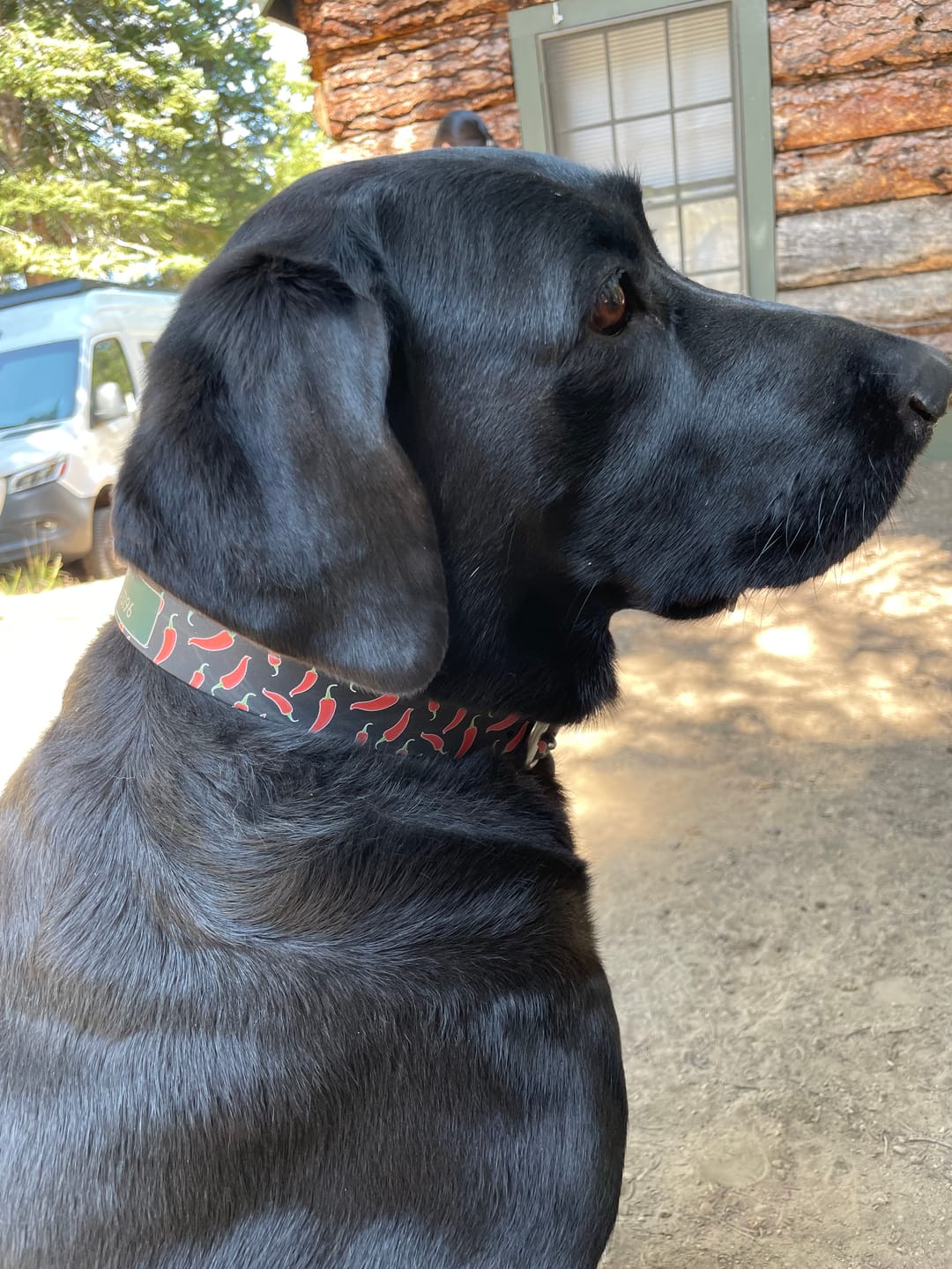 Customer photo review of Peppers Dog Collar
