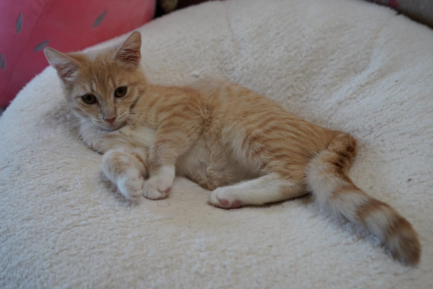 Customer photo review of Marshmallow Pudding Bed