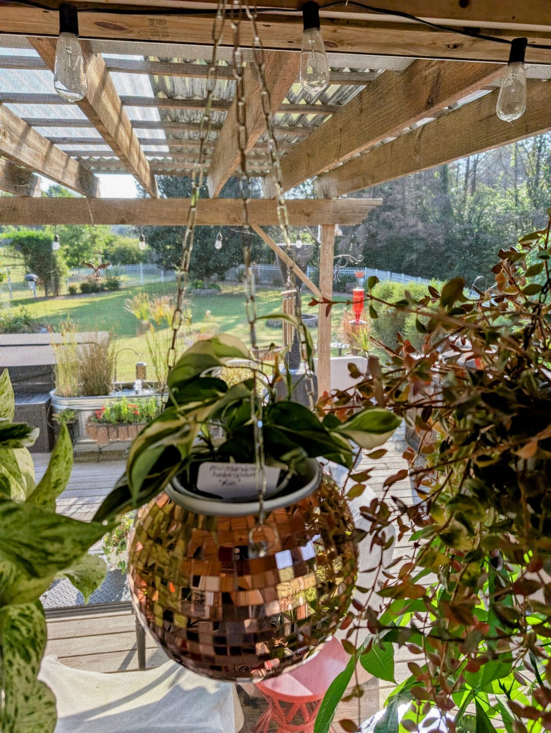 Customer photo review of Philodendron hederaceum 'Rio' - 3"