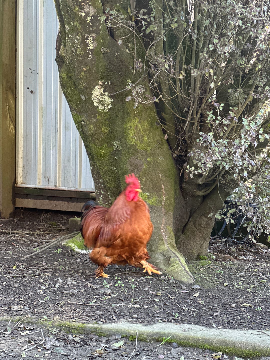 Customer photo review of Meal Time Premium Yolk + Wormer 19% Layer Pellets