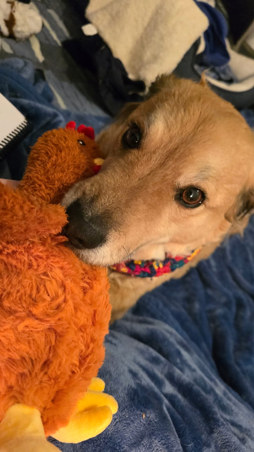 Customer photo review of Gallina Anti estrés THE DOGS