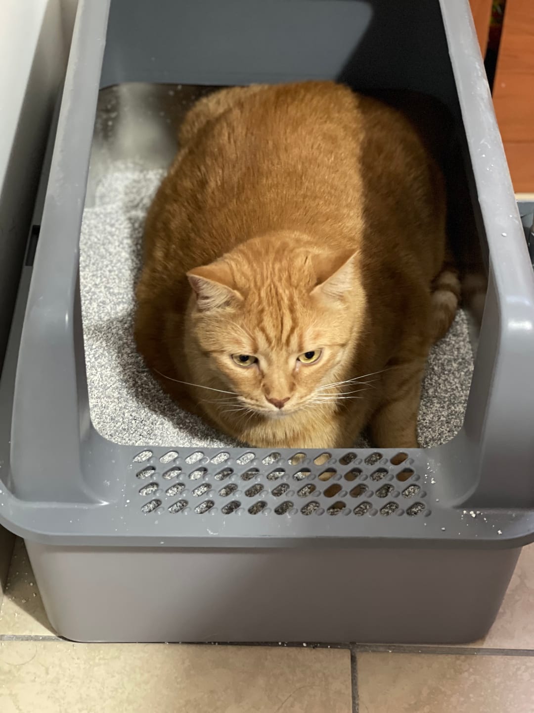 Customer photo review of BORING LITTER - Lettiera in Acciaio INOX