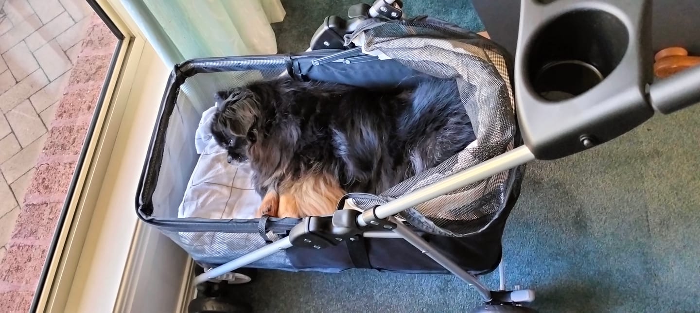 Customer photo review of Pawz Compact & Comfortable Pet Stroller