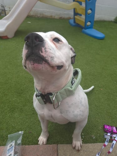 Lorraine J. review of 5cm Herringbone Combat® Collar | With Handle & Secure Clip - Mint Green image 1 out of 1