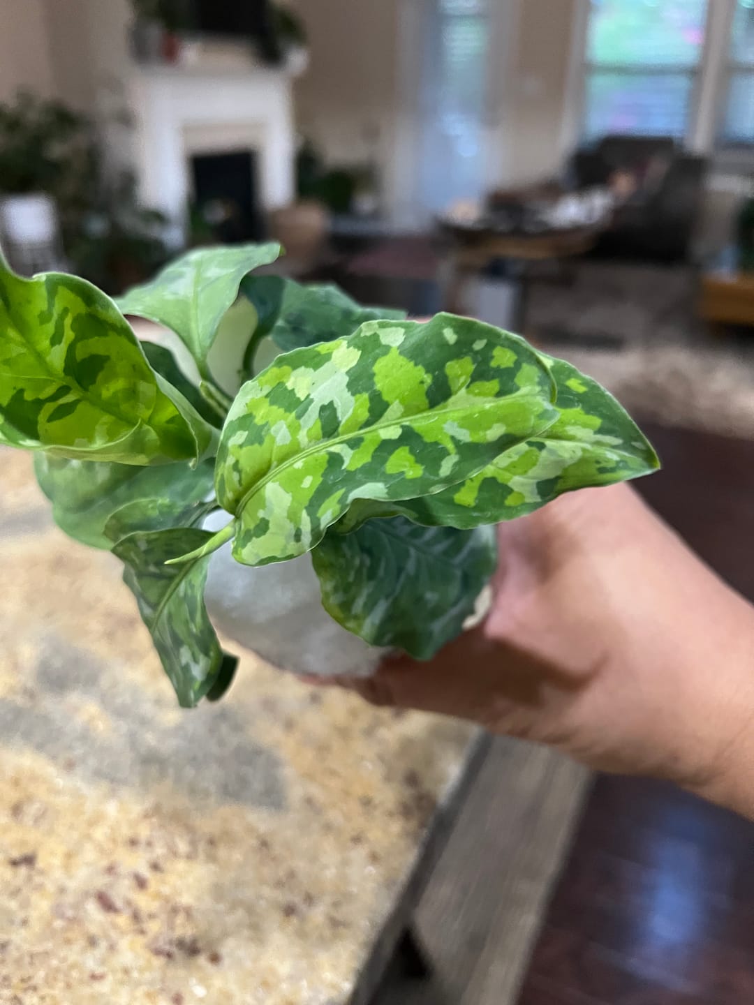 Customer photo review of Aglaonema pictum tricolor