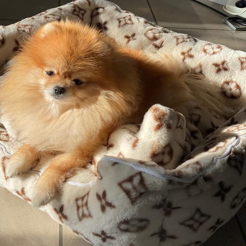 Customer photo review of LOUINA COZY DOG BED