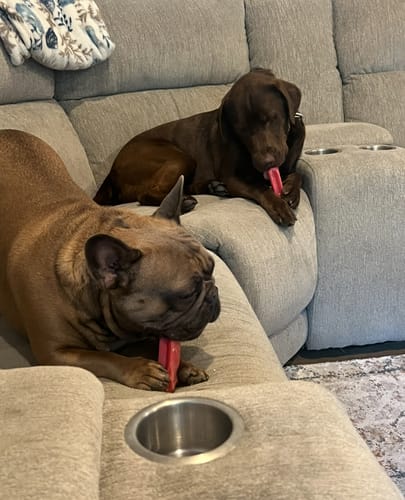 Customer photo review of Yak Chew Pack – 6 Flavor-Infused Sticks