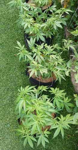 Customer photo review of Einsteiger Set Stecklinge