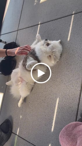 Customer photo review of COCI HARNESS & LEASH SET