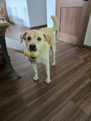 Customer photo review of 6" Standard Bully Sticks