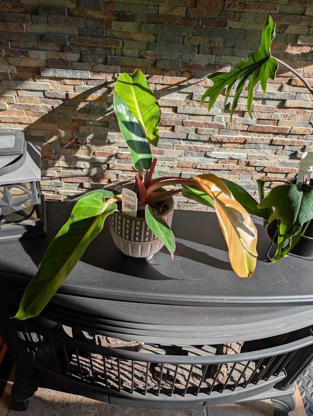 Customer photo review of Philodendron 'Sun Red'