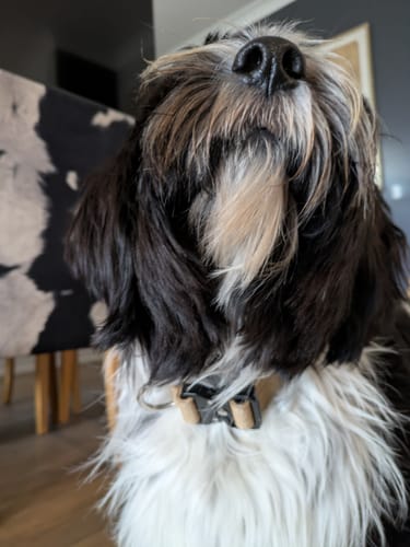 Tanya B. review of 2.5cm Combat® Collar | With Handle & Rated Clip - Tan image 1 out of 3