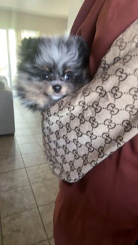 Customer photo review of GUNA DOG CARRIER