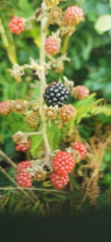 Customer photo review of Carillon Japonais Furin Iwachu Turquoise - 4,5 cm