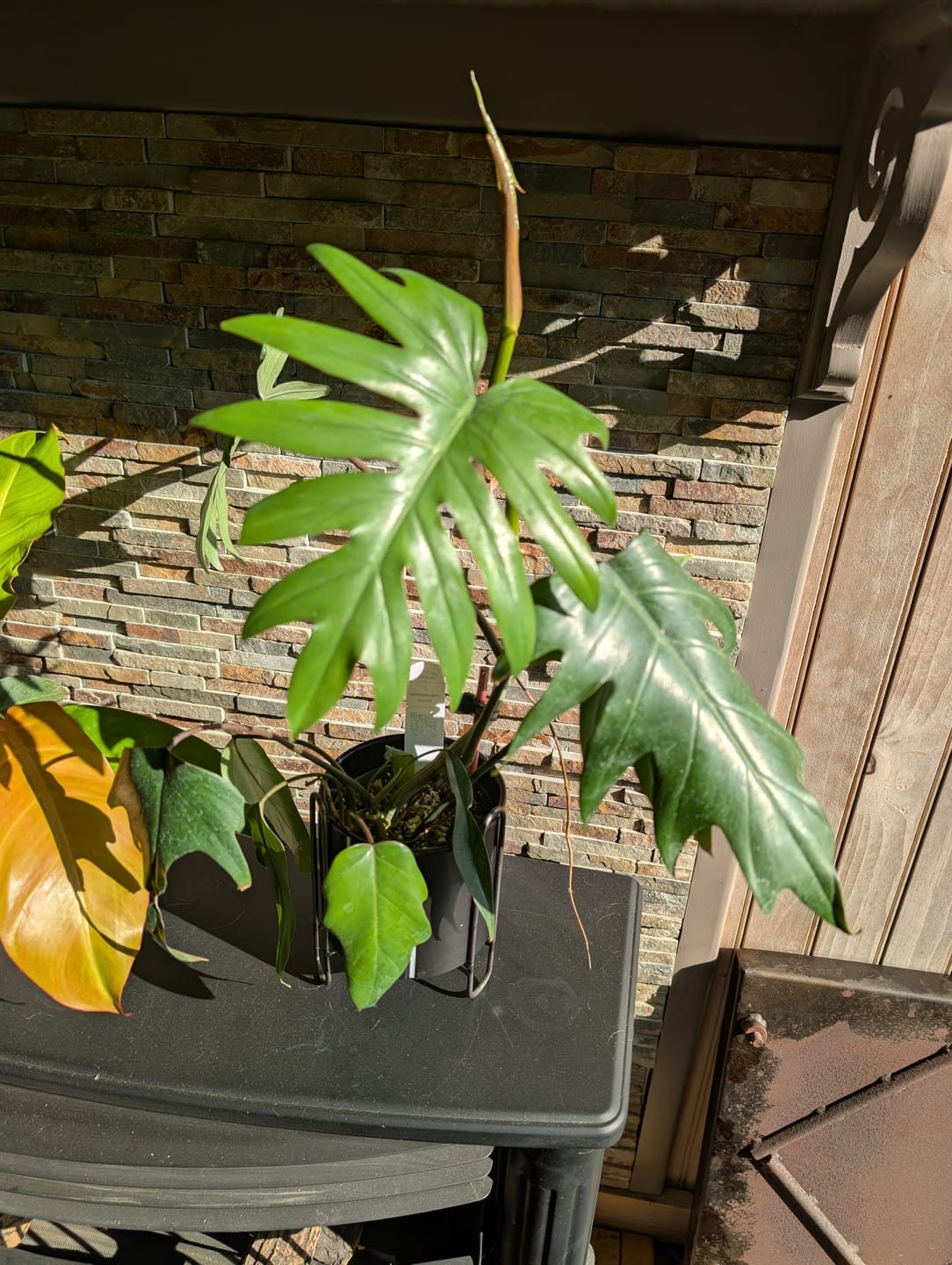 Customer photo review of Philodendron mayoi