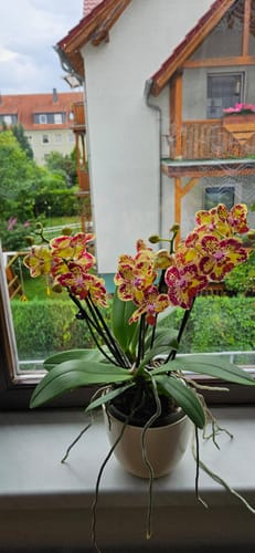 Customer photo review of Große Two of Us Strawberry Cake mit gelb-rot gefleckten Blüten und 5 Rispen