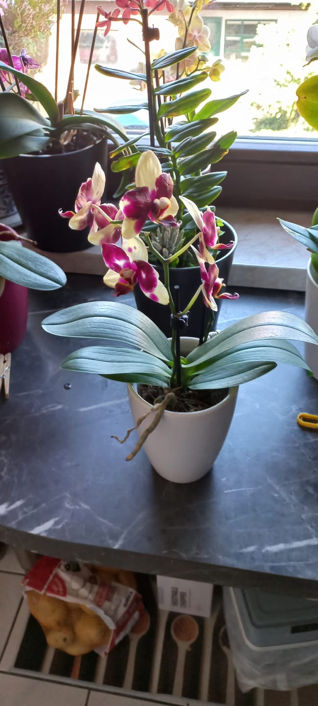 Customer photo review of Übertopf in Weiß (9cm Töpfe)