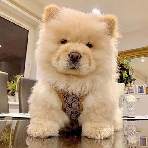 Customer photo review of COCI HARNESS & LEASH SET