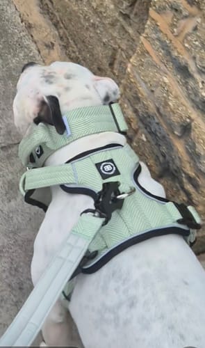 Lorraine J. review of Premium Comfort Herringbone Harness | Non Restrictive - Mint Green image 1 out of 1