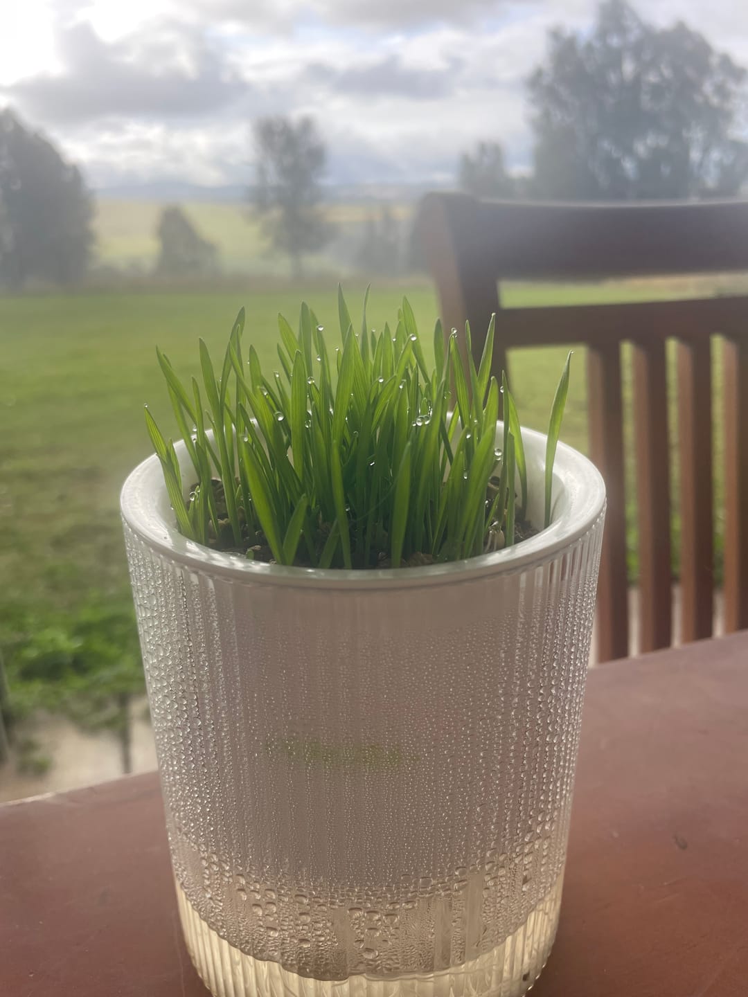 Customer photo review of MICHU All-in-One Soil-Free Cat Grass Grow Kit with Australian Seed and Mulch, Made in Australia
