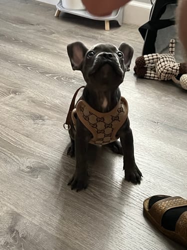 Customer photo review of COCI HARNESS & LEASH SET