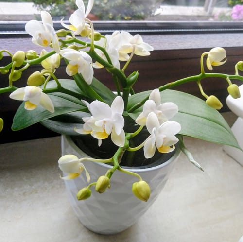 Customer photo review of Bonsaiorchidee Nazare mit weißen Blüten und 3+ Rispen