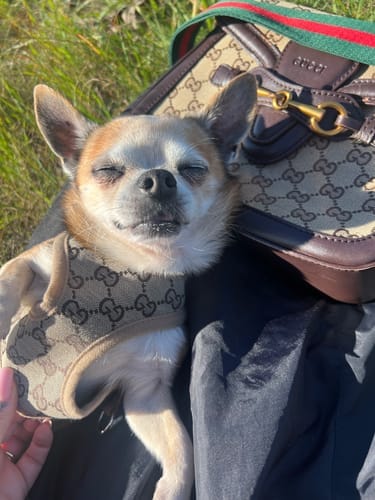 Customer photo review of COCI HARNESS & LEASH SET