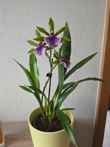 Customer photo review of Duftorchidee Zygopetalum Impasto green