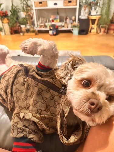 Customer photo review of Zoi Dog Jacket