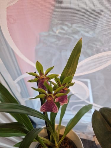 Customer photo review of Duftorchidee Zygopetalum Impasto green
