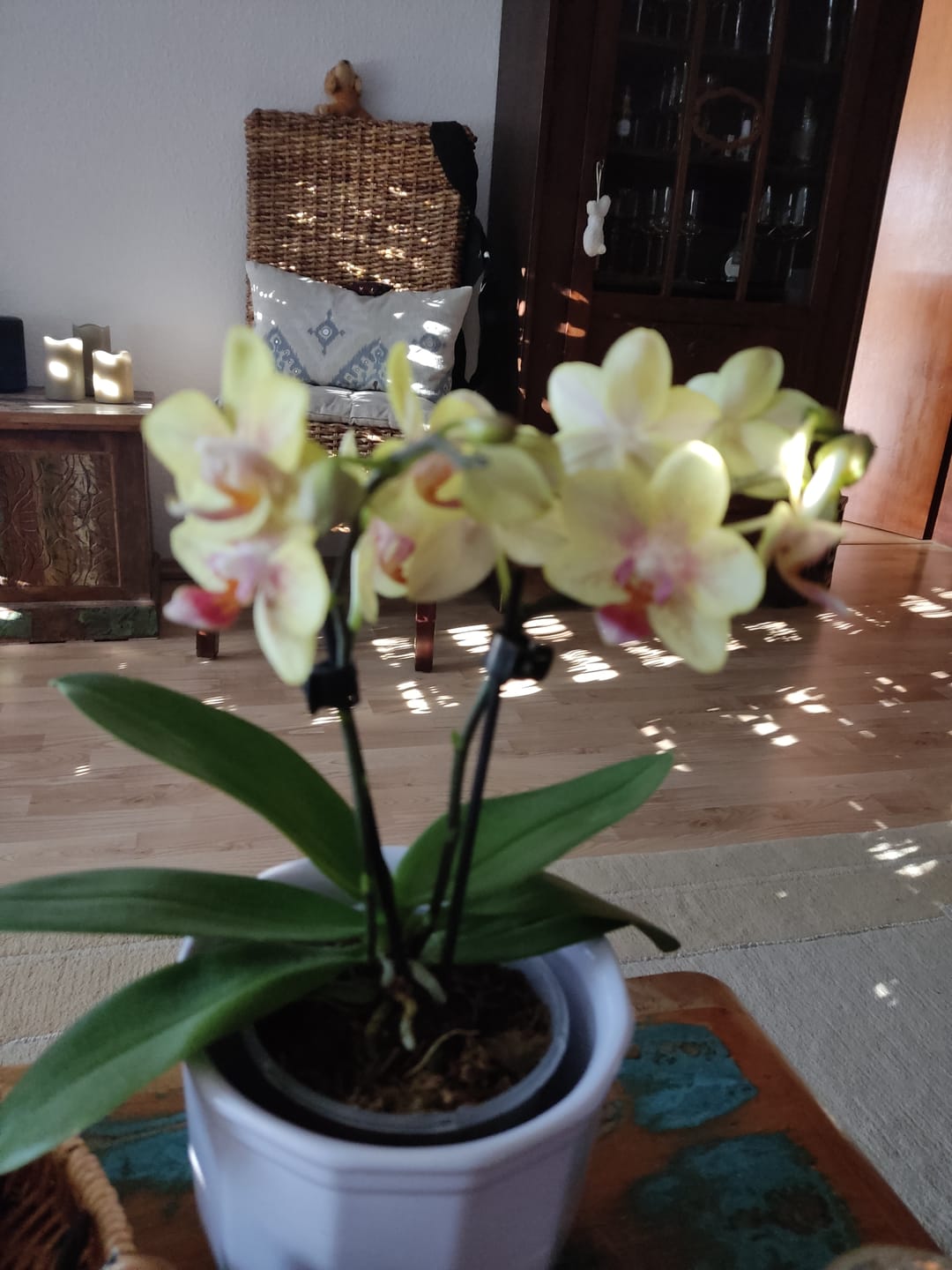 Customer photo review of Table Dance Pereira mit gelb-gepunkteten Blüten und 2+ Rispen
